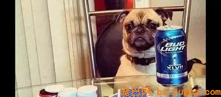 狗狗偷吃蛋糕后死亡，兽医：死因不是巧克力，而是木糖醇！-25.jpeg