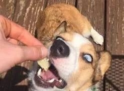 狗狗偷吃蛋糕后死亡，兽医：死因不是巧克力，而是木糖醇！-27.jpeg