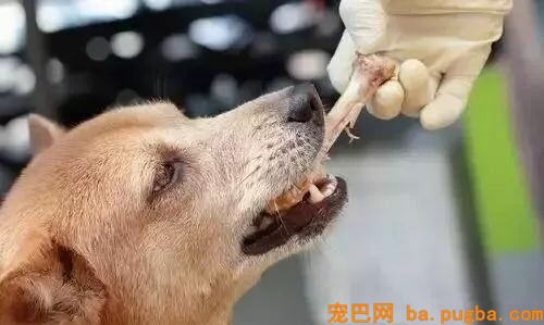 狗狗偷吃蛋糕后死亡，兽医：死因不是巧克力，而是木糖醇！-30.jpeg