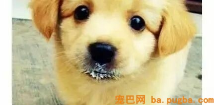狗狗偷吃蛋糕后死亡，兽医：死因不是巧克力，而是木糖醇！-31.jpeg