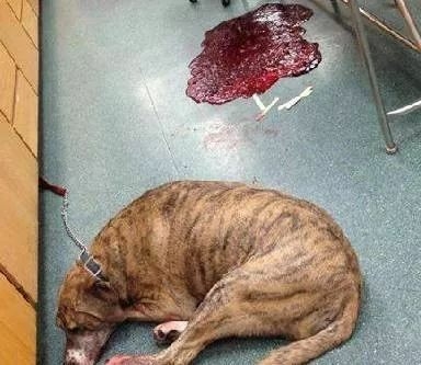 狗狗偷吃蛋糕后死亡，兽医：死因不是巧克力，而是木糖醇！-32.jpeg