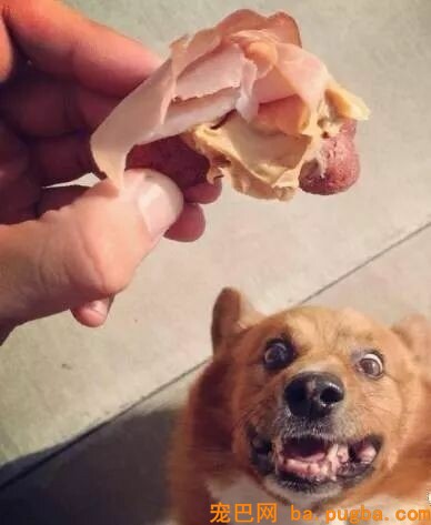 狗狗偷吃蛋糕后死亡，兽医：死因不是巧克力，而是木糖醇！-33.jpeg