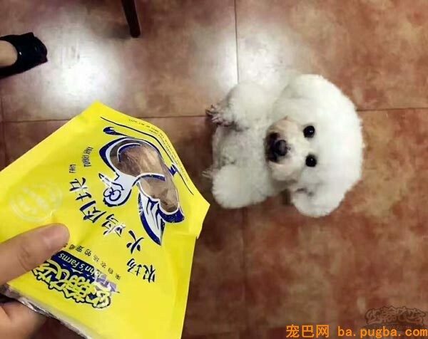 宠物零食品牌打造传奇，人可食用级宠物零食来袭-1.jpeg