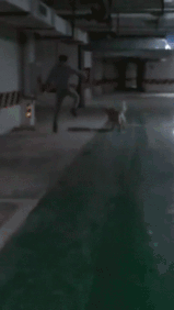 “什么人养什么狗”，这句话竟然有科学根据？-2.gif