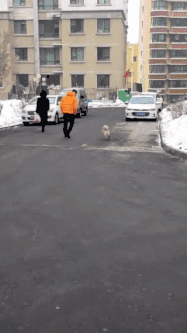 “什么人养什么狗”，这句话竟然有科学根据？-3.gif