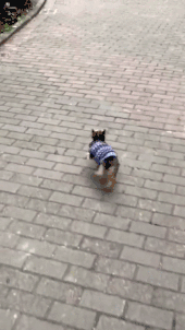 “什么人养什么狗”，这句话竟然有科学根据？-7.gif