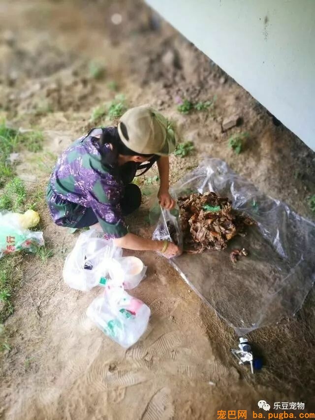 大姐每天风雨无阻的喂养天桥下的漂泊狗们，来回需五小时！-2.jpeg