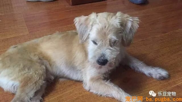 大姐每天风雨无阻的喂养天桥下的漂泊狗们，来回需五小时！-4.jpeg