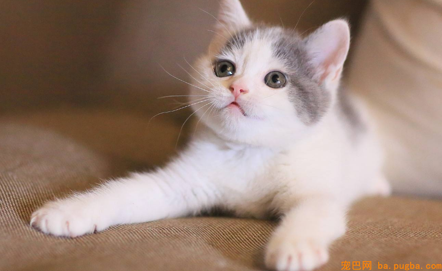 宠物猫训练方法，宠物猫零食保举-1.png