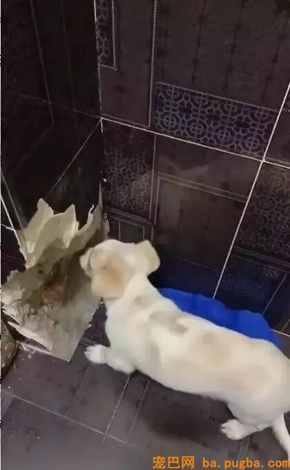 狗狗在家啃穿承重墙，主人：你是发掘机专业吗？-1.jpg