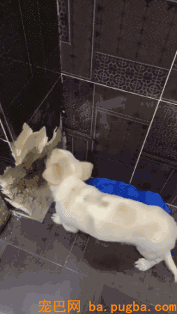 狗狗在家啃穿承重墙，主人：你是发掘机专业吗？-2.gif