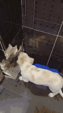 狗狗在家啃穿承重墙，主人：你是发掘机专业吗？-3.gif