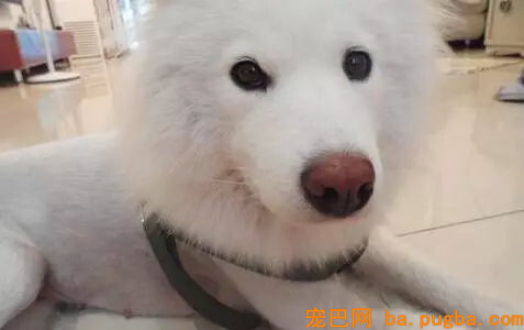 狗狗在家啃穿承重墙，主人：你是发掘机专业吗？-6.jpg