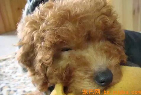 狗狗在家啃穿承重墙，主人：你是发掘机专业吗？-7.jpg