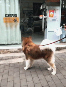 ​个头大胆量小，阿拉斯加见到医生撒腿就跑……-1.gif