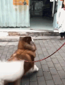 ​个头大胆量小，阿拉斯加见到医生撒腿就跑……-2.gif