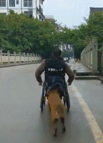 男子瘫痪后十年不愿出门，直到一只狗的呈现……-1.gif