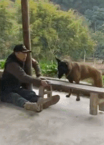 男子瘫痪后十年不愿出门，直到一只狗的呈现……-5.gif