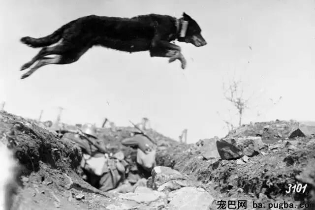 大量老照片曝光，向那些战场上的特殊兵士致敬-4.jpeg