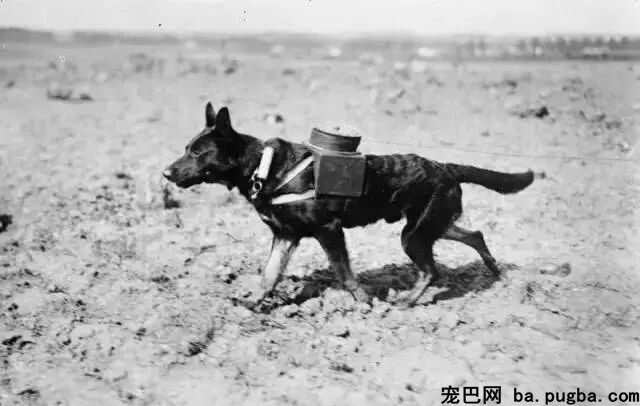 大量老照片曝光，向那些战场上的特殊兵士致敬-7.jpeg