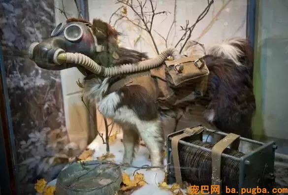 大量老照片曝光，向那些战场上的特殊兵士致敬-8.jpeg