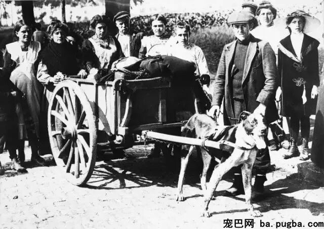 大量老照片曝光，向那些战场上的特殊兵士致敬-17.jpeg