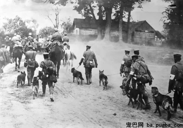 大量老照片曝光，向那些战场上的特殊兵士致敬-16.jpeg