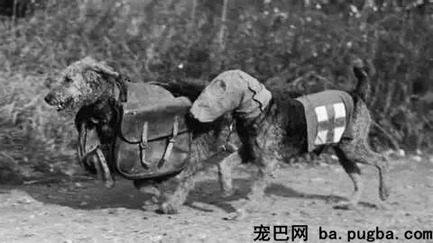 大量老照片曝光，向那些战场上的特殊兵士致敬-14.jpeg