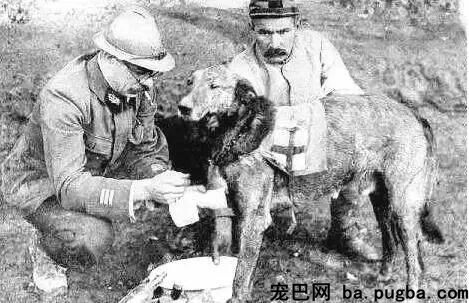 大量老照片曝光，向那些战场上的特殊兵士致敬-13.jpeg