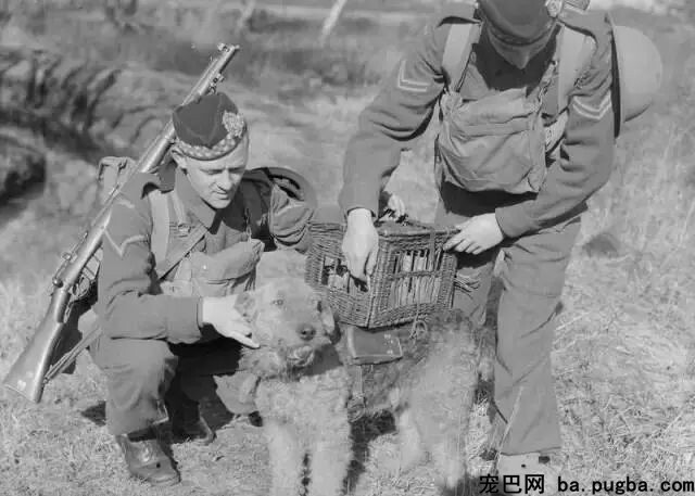 大量老照片曝光，向那些战场上的特殊兵士致敬-22.jpeg