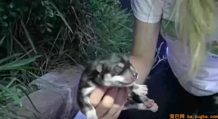 因为信任，所以漂泊狗一家长幼活了下来！-2.jpeg