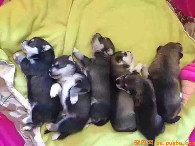 因为信任，所以漂泊狗一家长幼活了下来！-7.jpeg