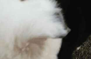 铲屎官晒自家狗，成果网友看懵了：最熟悉的陌生汪？-1.gif