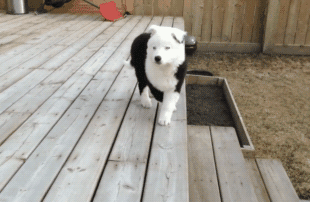 铲屎官晒自家狗，成果网友看懵了：最熟悉的陌生汪？-2.gif