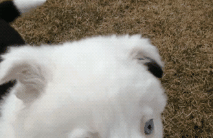 铲屎官晒自家狗，成果网友看懵了：最熟悉的陌生汪？-3.gif