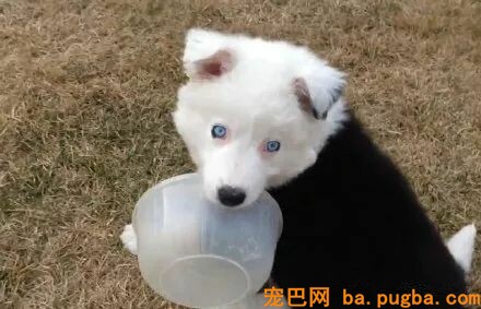 铲屎官晒自家狗，成果网友看懵了：最熟悉的陌生汪？-4.jpeg