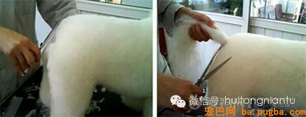 比熊犬的修剪外型-2.jpeg