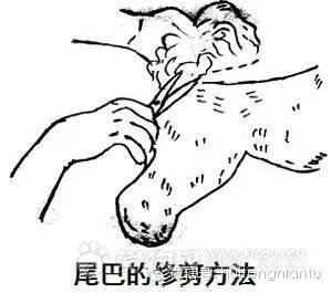 比熊犬的修剪外型-1.jpeg