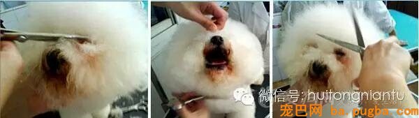 比熊犬的修剪外型-5.jpeg