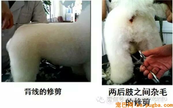 比熊犬的修剪外型-3.jpeg