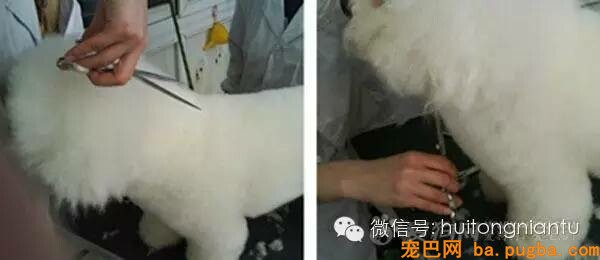 比熊犬的修剪外型-6.jpeg