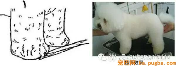 比熊犬的修剪外型-8.jpeg