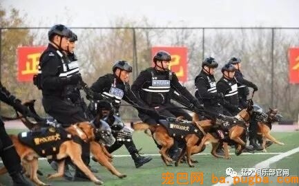 铁血战犬，尖峰对决！-1.jpeg