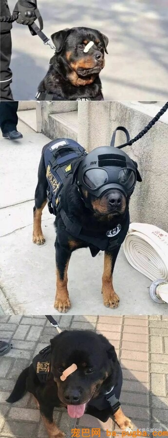 铁血战犬，尖峰对决！-2.jpeg