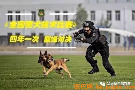 铁血战犬，尖峰对决！-7.jpeg