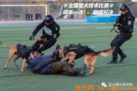 铁血战犬，尖峰对决！-6.jpeg