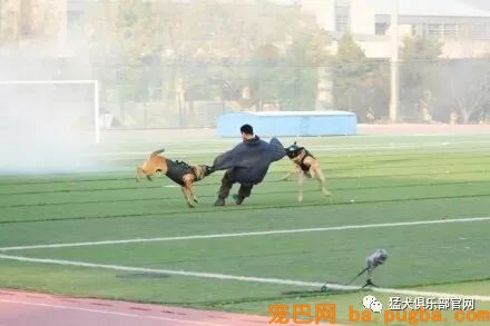 铁血战犬，尖峰对决！-9.jpeg
