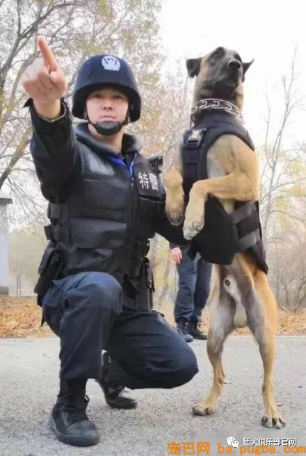 铁血战犬，尖峰对决！-11.jpeg