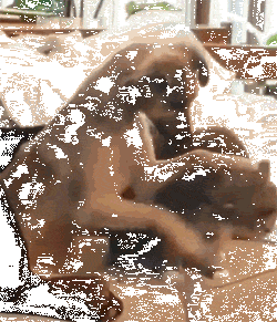 狗子见主人摸猫，跟着有样学样，成果……-1.gif