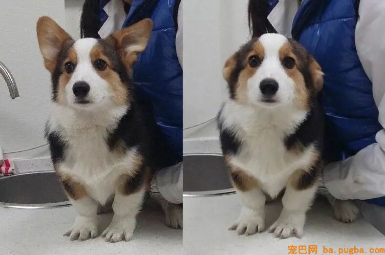 一大群狗砸的崩溃现场...笑喷了！-1.jpeg